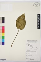 登錄號:S195815藏品圖，第1張