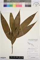 管花蘭藏品圖，第1張