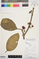 登錄號:S195818藏品圖，第1張