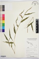 登錄號:S195820藏品圖，第1張