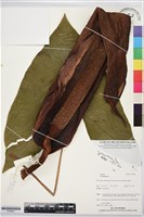 登錄號:S195821藏品圖，第1張