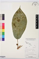 登錄號:S195823藏品圖，第1張