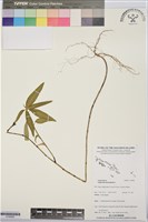 白苞猩猩草藏品圖，第1張