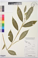 登錄號:S195827藏品圖，第1張