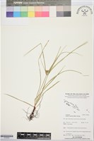 沙草磚子苗藏品圖，第1張