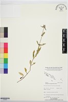 光葉鴨舌黃舅藏品圖，第1張