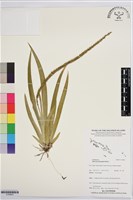 登錄號:S195833藏品圖，第1張