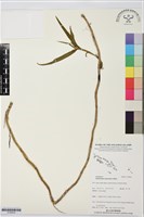 登錄號:S195834藏品圖，第1張