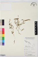 登錄號:S195835藏品圖，第1張