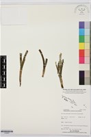 登錄號:S195837藏品圖，第1張