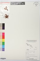 登錄號:S195838藏品圖，第1張