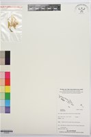 登錄號:S195839藏品圖，第1張