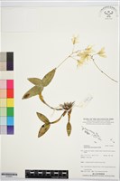 登錄號:S195841藏品圖，第1張