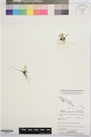 登錄號:S195842藏品圖，第1張