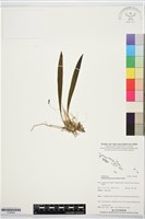 登錄號:S195844藏品圖，第1張