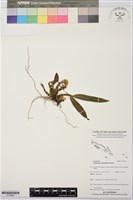 登錄號:S195849藏品圖，第1張