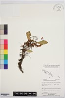 登錄號:S195850藏品圖，第1張