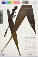 登錄號:S195851藏品圖，第1張