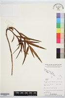 登錄號:S195852藏品圖，第1張