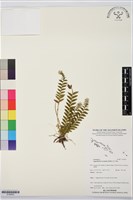 登錄號:S195853藏品圖，第1張