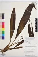 登錄號:S195854藏品圖，第1張