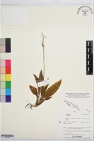 登錄號:S195856藏品圖，第1張