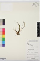 登錄號:S195857藏品圖，第1張