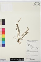 登錄號:S195859藏品圖，第1張