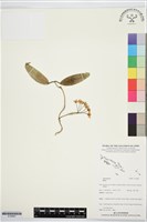 登錄號:S195861藏品圖，第1張