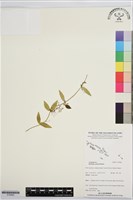 登錄號:S195862藏品圖，第1張