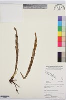 登錄號:S195864藏品圖，第1張