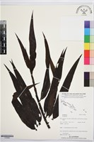 登錄號:S195866藏品圖，第1張