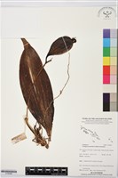 登錄號:S195868藏品圖，第1張