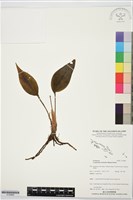 滿綠隱柱蘭、美唇隱柱蘭藏品圖，第1張