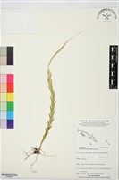 登錄號:S195870藏品圖，第1張