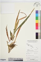 登錄號:S195871藏品圖，第1張