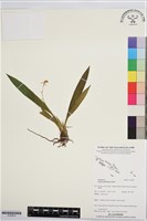 登錄號:S195874藏品圖，第1張