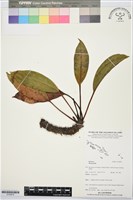 登錄號:S195878藏品圖，第1張