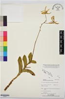 登錄號:S195879藏品圖，第1張