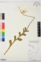 登錄號:S195880藏品圖，第1張