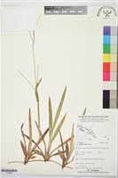 類地毯草藏品圖，第1張