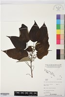 登錄號:S195888藏品圖，第1張