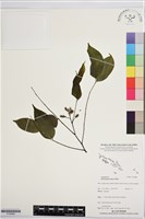 印度紫檀、青龍木藏品圖，第1張