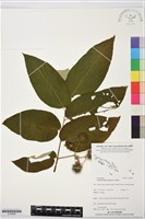 山麻樹藏品圖，第1張