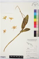 登錄號:S195892藏品圖，第1張