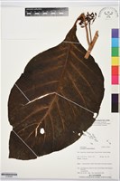 登錄號:S195894藏品圖，第1張