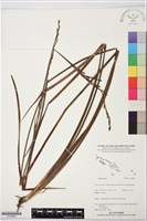 登錄號:S195895藏品圖，第1張