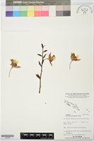 人面石斛蘭藏品圖，第1張