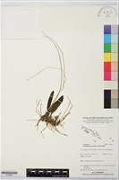 登錄號:S195897藏品圖，第1張