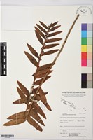 登錄號:S195899藏品圖，第1張